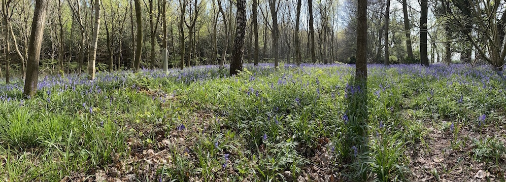 Bluebells pano